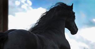 Sembra un cavallo normale se lo guardi da dietro. Appena si gira, ti innamori della sua bellezza