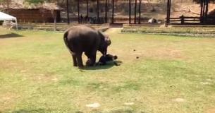 Un éléphant voit son soignant être 'attaqué' et prend de l'élan pour lui porter secours
