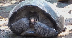 'Extinct' Giant Tortoise Last Witnessed Alive In 1906 Rediscovered After 113 Years