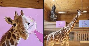 Zoo Reveals April The Giraffe Might Give Birth Before The End Of March