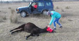 Vet Races To Save Horse Bound With Chains And Gets Sweetest Thank You In Return