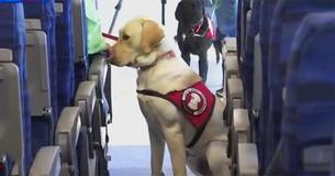Woman's Viral Post Explains What To Do If A Service Dog Approaches Without An Owner