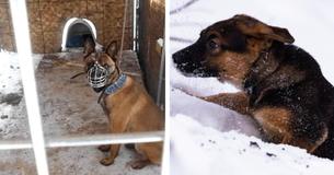 Un homme abandonne cruellement son chien enchaîné à l'extérieur par des températures glaciales pendant un tourbillon polaire mortel