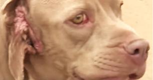 Cane randagio con 2 bocche trova casa per sempre contro tutte le probabilità: "È una su un milione"