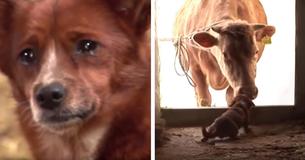 Un chien pleure quand les propriétaires vendent une vache amie et s'enfuit pour la retrouver