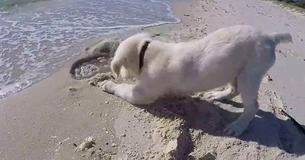 Puppy Digs Hole In Sand, Gets Upset When The Waves Fill It Up Again
