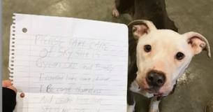Skinny Dog Gets Left Alone In Shelter’s Parking Lot With A Heartbreaking Note From Owner