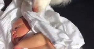 Dog Protects Newborn Baby From Getting The Sun In His Eyes