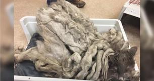 Un homme dépose un animal de compagnie méconnaissable chez un vétérinaire et il a eu grand besoin d'un bain et d'une coupe de cheveux