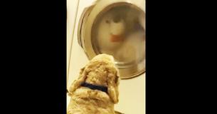 Un chien aime son ours en peluche et sa réaction quand il le voit piégé dans une machine à laver est hilarante