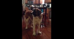 Hungry Saint Bernard Bickers With Owner Over Loaf Of Bread