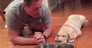 Puppy Does The Cutest Ritual Before Having Dinner