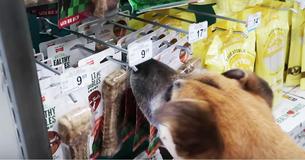 Llevó a un perro abandonado a una tienda de mascotas  ¡Y le compró de todo 