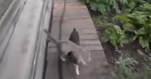 Une mère dit au chien de ramener le chat à la maison. Personne ne peut s'empêcher de rire de la façon dont il le fait