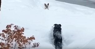 Dad Cracks Up Watching Big Dog Plow Path For Tiny Pup Stuck In The Snow.