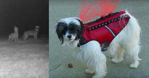 Spiked Body Armor Saved Dog From Coyote Attack: 'She Was Heading For The Jaws Of Death'