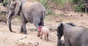 Extremely Rare Baby Albino Elephant Spotted In African Wildlife Park