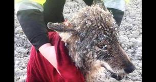 Men Rescue Frozen Dog From Icy Water Only To Realize Their Huge Mistake Upon Arriving At Vet