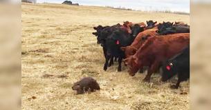 Confused Beaver Becomes Surprising Leader Of 150 Cows And The Internet Is Cracking Up.