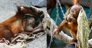 Ausgehungerter und kahler Orang-Utan erlebt eine unglaubliche Verwandlung