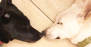 Emotional Last Plea For Bonded Pair Of Dogs To Be Adopted Together Reaches Far And Wide