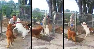 Emotional Reunion Of Veteran And Dog After Neighbor Gave Him Away Is Captured On Video