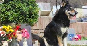 Hund wacht 11 Jahre lang am Grab des Besitzers, bevor er selbst stirbt.