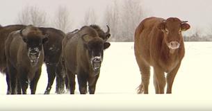 This Is The Cow Who Ran Away From The Farm To Join A Herd Of Bison