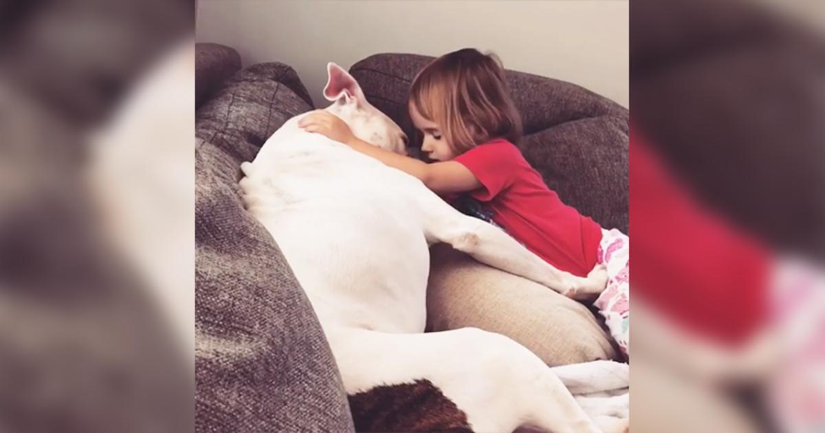 Gentle Dog Helps Little Girl Heal After Losing Her Father