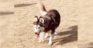 Puppy’s Neurological Condition Makes Him Wobble When He Walks, But It Doesn’t Slow Him Down One Bit