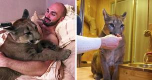 Russian Couple Adopt Baby Puma With Health Problems And Spoils It Like Any Other Cat