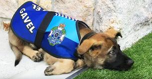 Hond is te vriendelijk voor de politie, dus geven ze hem een nog betere baan