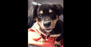 Moeder zegt dat hij niet op haar schoot kan blijven zitten in de auto. De puppy heeft vervolgens een schattige driftbui.