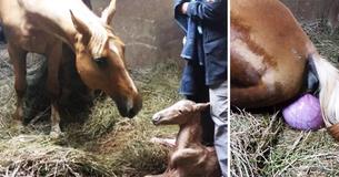 Nadat zwanger paard bevalt van veulen bemerkt eigenaar haar onverwachte  nageboorte en zet het op een lopen