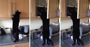 Man Laughs At The Incredible Lengths His Cat Will Go To Steal Treats
