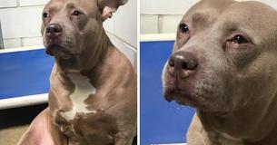 Une Pit-bull triste filmée en train de "pleurer" à l'abri après qu'elle ait été utilisée pour l'élevage puis abandonnée