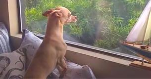 Hond vond een permanent thuis, maar miste zijn pleegmoeder zo ontzettend dat hij wegliep