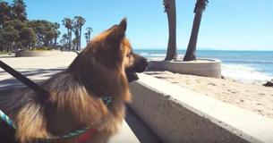 Un chien sauvé de l'enchaînement permanent, voit l'océan pour la première fois et la réaction devient virale