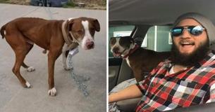 Un  mauvais ex-petit ami abandonne le chien de sa petite amie à mi-chemin à travers le pays - puis un parfait étranger le ramène à la maison