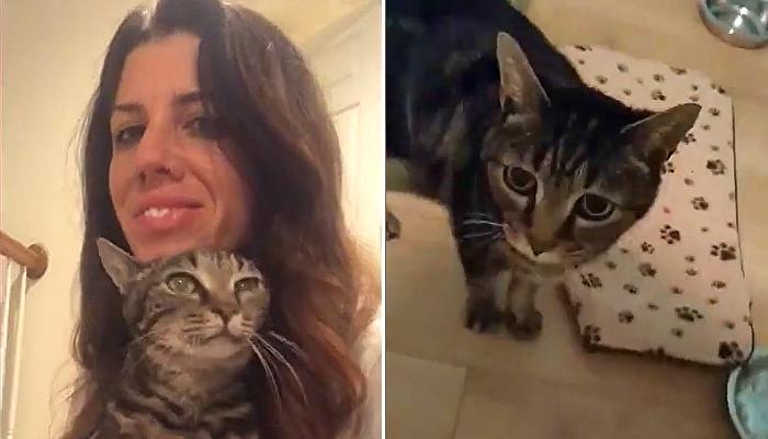 Long-Lost Cat Finally Reunited With Owner After Getting Lost 13 Years Ago