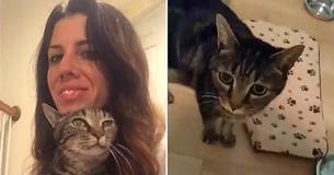 Long-Lost Cat Finally Reunited With Owner After Getting Lost 13 Years Ago