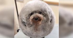 Un propriétaire se met en route pour aller chercher son chien chez le coiffeur et ne peut s'empêcher de rire de son apparence