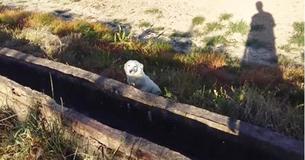 This Pup Is Over The Moon To Finally Be Found By A Caring Human