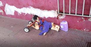 Une chienne handicapée abandonnée dans la rue avec des couches et une note finit par vivre sa vie de rêve
