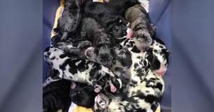 Great Dane Gives Birth And Doctors Lose Count As She Delivers 'Never-Ending' Litter