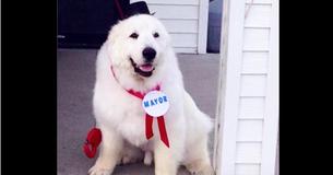 Less Than Year After Retiring As Small Town's 'Mayor,' Duke The Dog Sadly Passed Away