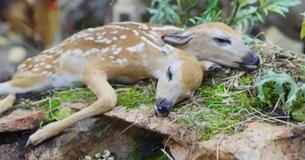 Scientists Declare Two-Headed Fawn As The First Deer Conjoined Twins Born In History