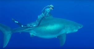 Woman Swims Alongside 20-Foot Great White Shark, And The Whole Thing Is Caught On Camera