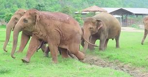 Des éléphants courent dire bonjour à un nouvel éléphant orphelin sauvé au refuge