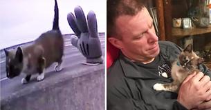 Kitty Trapped On Deadly Highway, Thanks Cop Who Saved Her Life With Cuddles And Purrs